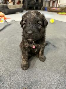 bouvier Des Flandres - Photo 6