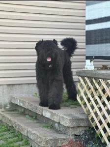 bouvier Des Flandres - Photo 7
