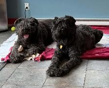 bouvier Des Flandres - Photo 8