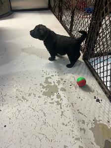bouvier Des Flandres - Photo 9