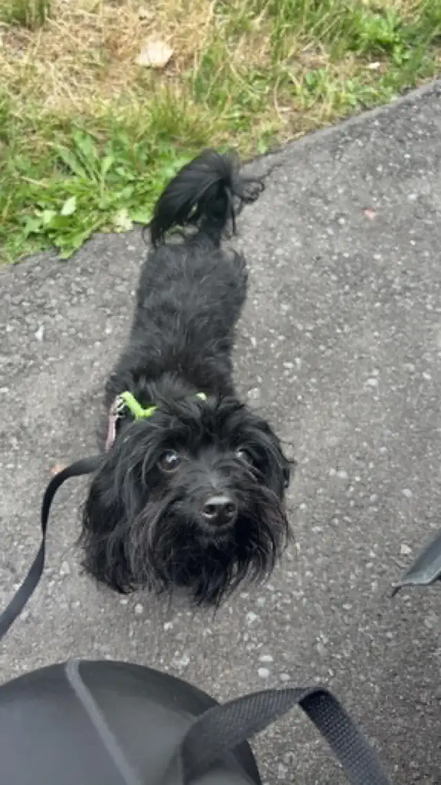 Toy poodle dog