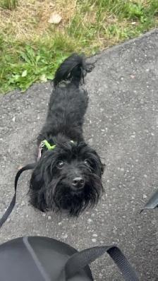 Toy poodle dog