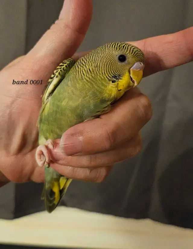 budgie babies