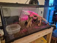 Hypo Tangerine King Snake and Ball Python