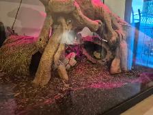 Hypo Tangerine King Snake and Ball Python - Photo 2