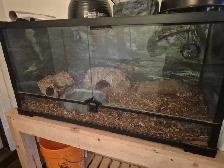 Hypo Tangerine King Snake and Ball Python - Photo 3