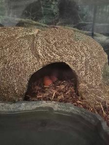 Hypo Tangerine King Snake and Ball Python - Photo 4