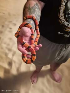 Hypo Tangerine King Snake and Ball Python - Photo 6