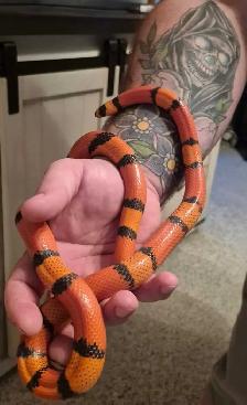 Hypo Tangerine King Snake and Ball Python - Photo 7