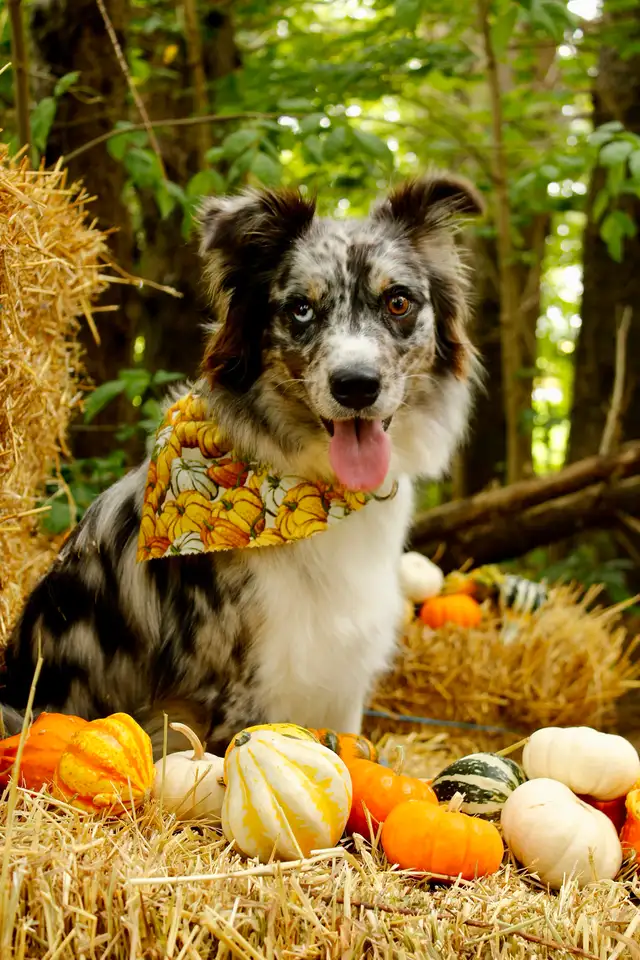Fall Dog minis