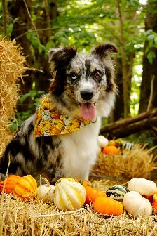 Fall Dog minis