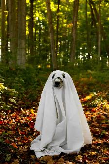 Fall Dog minis - Photo 2