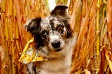 Fall Dog minis - Photo 3