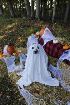 Fall Dog minis - Photo 4