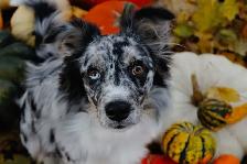 Fall Dog minis - Photo 5