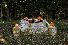 Fall Dog minis - Photo 6