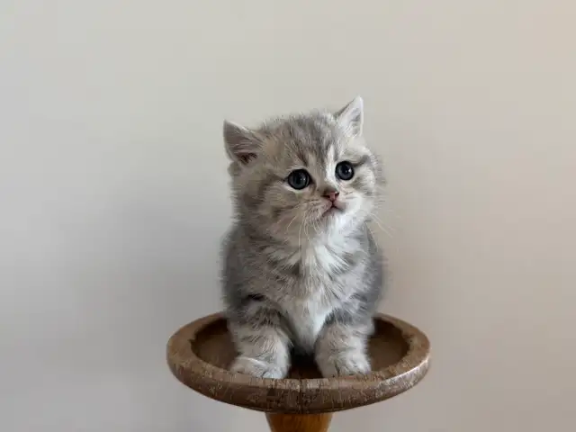 80% British shorthair kittens