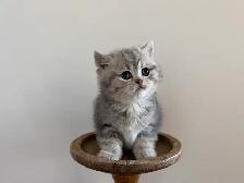 80% British shorthair kittens