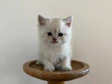80% British shorthair kittens - Photo 2