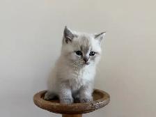 80% British shorthair kittens - Photo 3