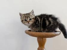 80% British shorthair kittens - Photo 4