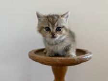 80% British shorthair kittens - Photo 5