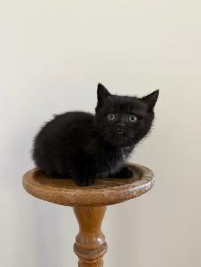 80% British shorthair kittens - Photo 6