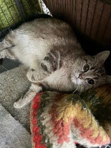 80% British shorthair kittens - Photo 8