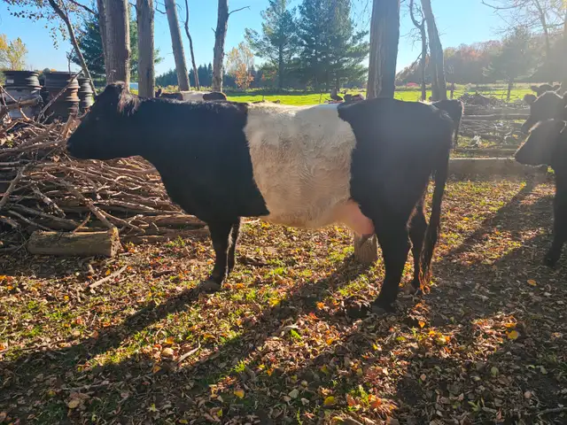 Belted Galloway Heifer