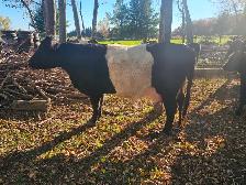 Belted Galloway Heifer