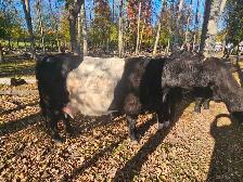 Belted Galloway Heifer - Photo 2