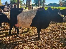 Belted Galloway Heifer - Photo 3
