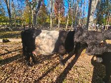 Belted Galloway Heifer - Photo 4