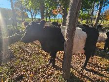 Belted Galloway Heifer - Photo 5