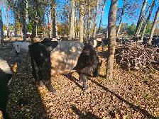 Belted Galloway Heifer - Photo 6
