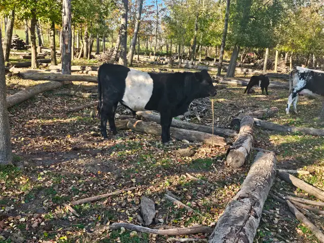 Belted Galloway Bull Calf