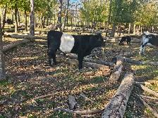 Belted Galloway Bull Calf