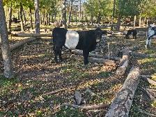 Belted Galloway Bull Calf - Photo 2