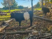 Belted Galloway Bull Calf - Photo 3