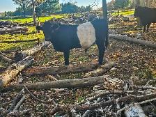 Belted Galloway Bull Calf - Photo 4