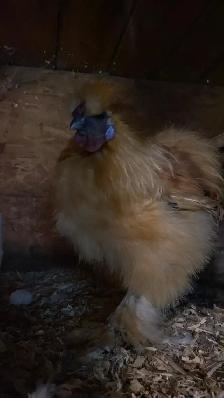Gamebirds and more - Photo 3