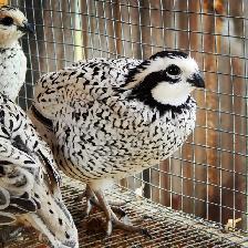 Gamebirds and more - Photo 4