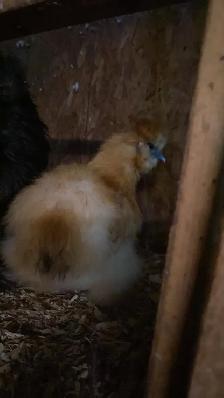 Gamebirds and more - Photo 5