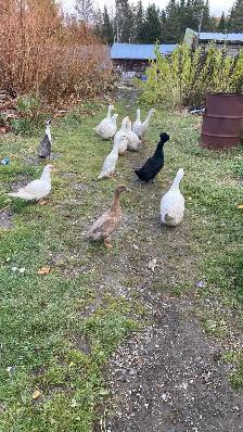 Gamebirds and more - Photo 6