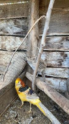 Gamebirds and more - Photo 7
