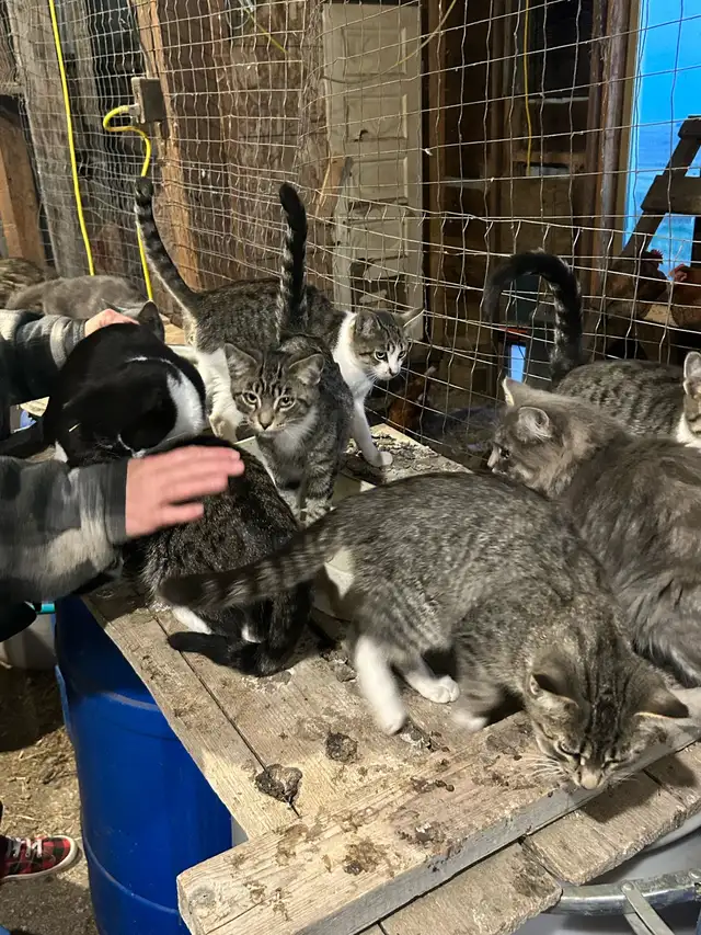 few months old kittens