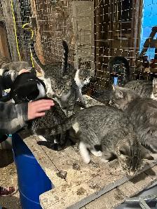 few months old kittens