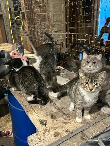 few months old kittens - Photo 2