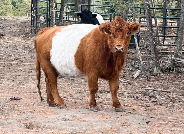 Belted Galloway cattle for sale