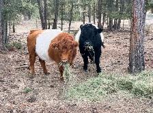 Belted Galloway cattle for sale - Photo 2